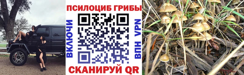 Псилоцибиновые грибы прущие грибы  мега онион  Кемерово 